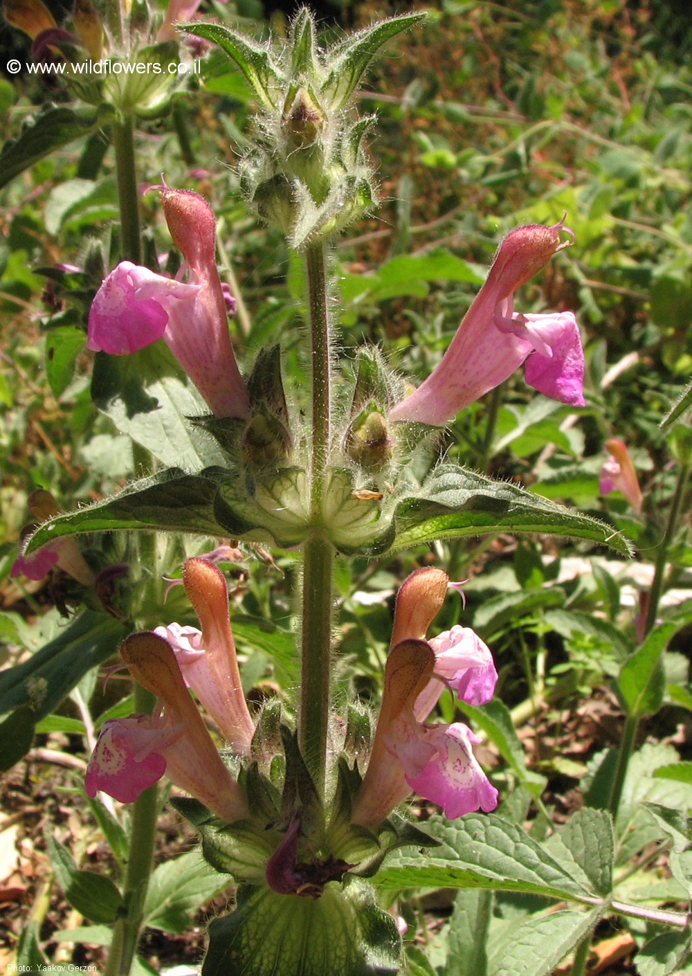Salvia bracteata